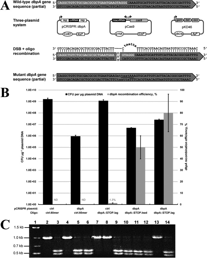 FIG 1