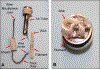 Figure 1: