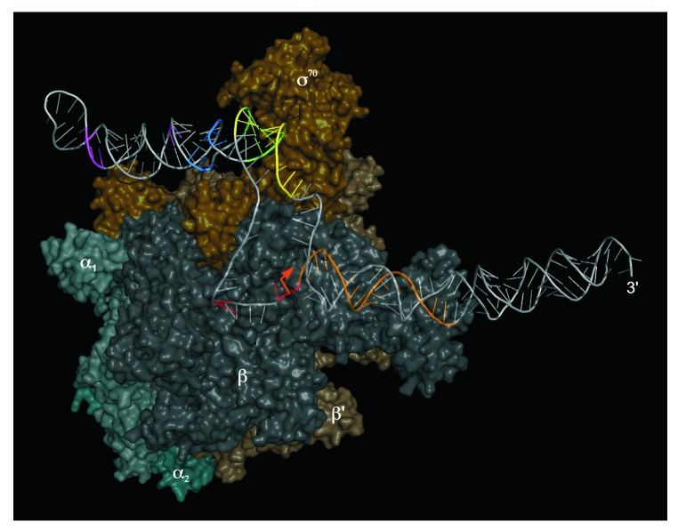 graphic file with name rna-11-508-g2.jpg