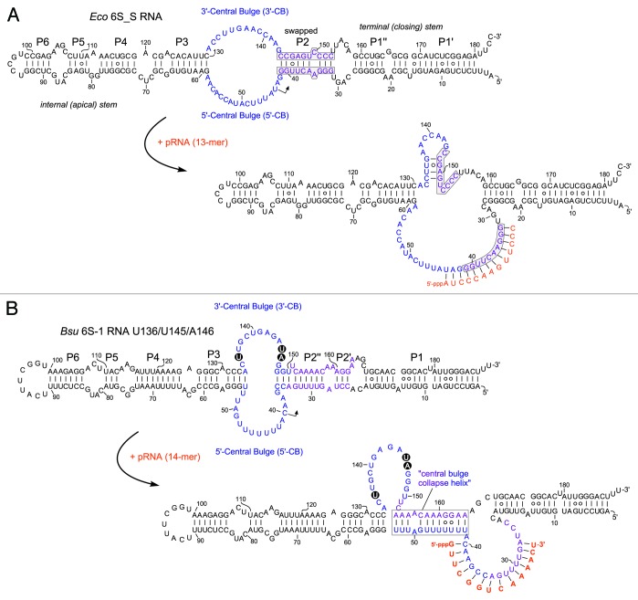 graphic file with name rna-11-508-g3.jpg