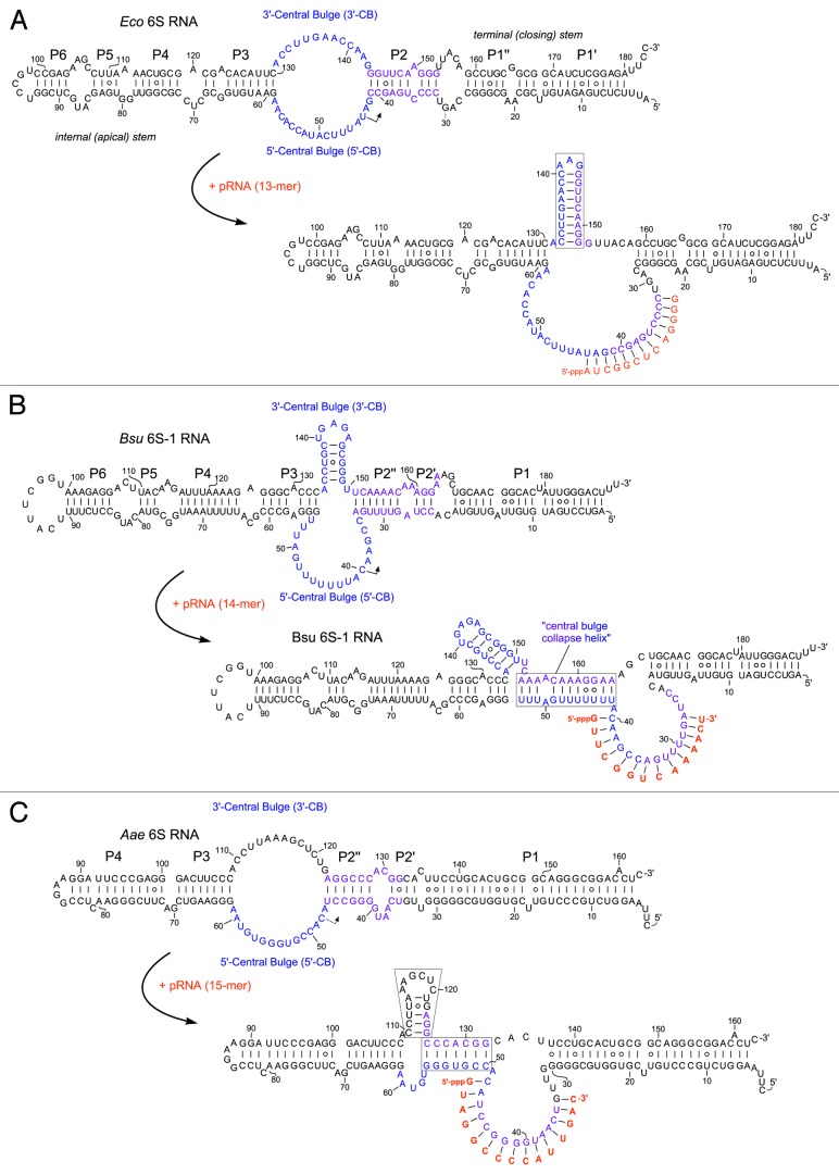 graphic file with name rna-11-508-g1.jpg