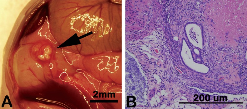 Fig. (1)