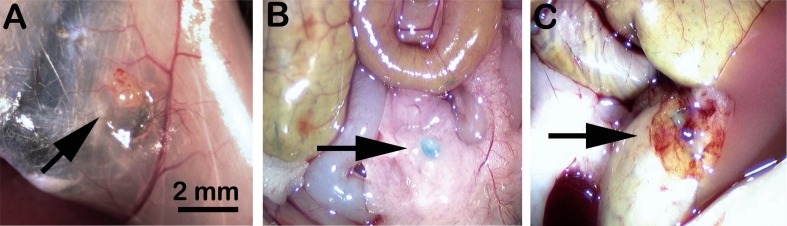 Fig. (3)