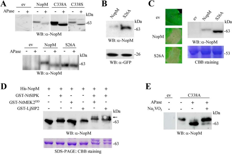 Figure 6.