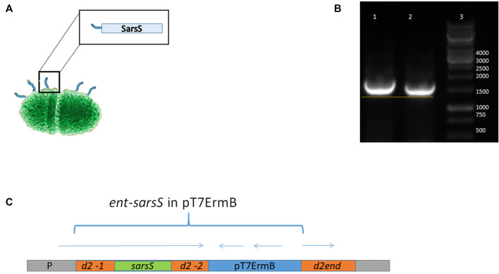 FIGURE 4