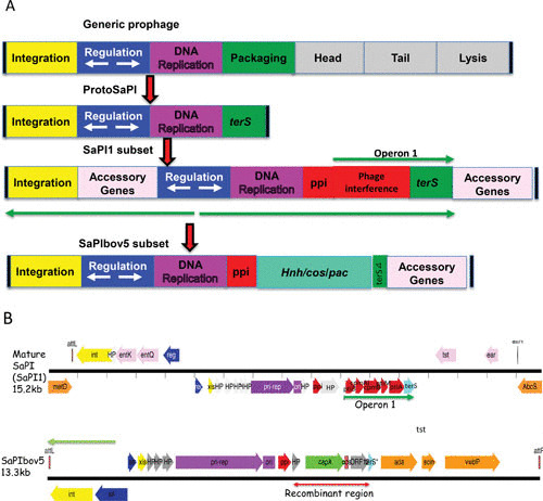 FIGURE 1