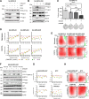 Figure 4. ONC201 in combination with paxalisib is synergistic across DIPG models. A, SU-DIPG-VI was treated with 5 μmol/L ONC201 for 48 hours, 20 mmol/L NAC for 24 hours, and 1 mmol/L H2O2 for 1 hour, and protein changes downstream PI3K/Akt and reductase signaling were validated by Western blot. B, Western blot analysis of PI3K/Akt, Erk, and antioxidant response element (ARE) signaling in SU-DIPG-XVII treated with 5 μmol/L ONC201 (48 hours) and 1 μmol/L paxalisib (24 hours). C, SU-DIPG-VI was grown in soft agarose in colony formation for 2 weeks treated with 0.5 μmol/L ONC201, 100 nmol/L paxalisib, and the combination. The number of colonies was then quantified using ImageJ. Assay was performed in biological triplicate with representative images shown. One-way ANOVA; **, P < 0.01; ***, P < 0.001; ****, P < 0.0001; values shown as mean ± SEM. D and E, DIPG cells SU-DIPG-VI, SU-DIPG-XIII, and SU-DIPG-XVII were passaged, grown in low oxygen (5% O2, 5% CO2) or atmospheric oxygen (20% O2, 5% CO2) conditions for a week, and then proliferation assays were performed using ONC201, paxalisib, or both for 96 hours (n = 3). Synergy was determined using Chou–Talalay via CompuSyn (D) or Bliss synergy (E) analysis where a combination index (CI), where <1 (dotted line) demonstrates a synergistic effect and Bliss score >10 represents a strong synergism. F–H, Parental wt-TP53 HSJD-DIPG-007 and HSJD-DIPG-007 cell lines transduced with a nontargeting control (NTC) gRNA, harboring KO or KD of TP53 were subjected to analysis following ONC201 treatment alone or in combination with paxalisib. F, Western blot confirmation of mitochondrial marker, SDHA, PI3K/Akt, Erk, and ARE signaling to ONC201 (5 μmol/L, 48 hours). G and H, Cells were treated with increasing concentrations of ONC201, paxalisib, or both for 96 hours, in biological triplicate. Synergy was determined using Chou–Talalay (G) or Bliss synergy (H) analysis. Chou–Talalayand Bliss synergy graphs are reported as mean ± SD.