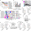 Figure 1. DIPG patient–derived cell lines show variable response to ONC201 treatment. A, Resazurin proliferation (percentage compared with untreated) after 96 hours ONC201 exposure in DIPG patient-derived cell lines; EZHIP+ (circles) = CNMC-XD-760, DIPG-VUMC10; H3.1K27M (squares) = UON-JUMP4, SU-DIPG-IV, SU-DIPG-XXXIII, SU-DIPG-XXXVI, and H3.3K27M (triangles) = HSJD-DIPG-007, SU-DIPG-VI, SU-DIPG-XIII, SU-DIPG-XVII, SU-DIPG-XXIV, SU-DIPG-XXV, SU-DIPG-XXIX. The endothelial cell line, HCMEC/D3, SV-40–dependent human microglial line, HMC3 and neural progenitor cell line, ReN cells, were used as controls (diamonds). Values shown as mean ± SEM (n = 3). B, Annexin V apoptosis assay after 96 hours exposure with 5 μmol/L ONC201 (dark gray) compared with untreated (light gray) in SU-DIPG-XXXVI, HSJD-DIPG-007, UON-JUMP4, and SU-DIPG-XIII. Unpaired t test, values shown as mean ± SEM (n = 3). C, Representative phase contrast images of biological triplicates (n = 3) of HSJD-DIPG-007 and SU-DIPG-XIII following 6 days exposure to 1.25 μmol/L ONC201. Scale bar, 0.2 mm. D, Oncoplot of somatic mutations determined using TSO500. Cell lines ordered from the least to most sensitive to ONC201 exposure (top to bottom). Larger values of MSI and TMB are associated with increased pathogenicity. E, Proliferation data were grouped by H3 status; wt-H3 (n = 5), H3.1K27M (n = 4), and H3.3K27M (n = 7), and sensitivity to ONC201 was determined by the AUC, ± SEM. Statistical analysis was performed via nonparametric unpaired one-way ANOVA. F, Resazurin proliferation, AUC, following ONC201 exposure for 96 hours in Res259 cells harboring knockin of either H3.1K27M or H3.3K27M mutations. Statistical analysis performed via parametric unpaired t test, with Welch correction. G, Western blot validation of H3K27M knockin in Res259 cells. H, TP53 status, wt- and mutant-TP53 (n = 4 vs. n = 9), and sensitivity to ONC201 were determined by the AUC, with values shown as mean ± SEM. Statistical analysis performed via nonparametric unpaired t test. I, Resazurin proliferation, AUC, following ONC201 exposure in wt-TP53 HSJD-DIPG-007 DIPG cell lines transduced with a nontargeting control (NTC) gRNA, TP53-KD (knockdown), and TP53-KO (knockout). Statistical analysis was performed via parametric unpaired one-way ANOVA with Welch correction. J, Western Blot confirmation of TP53 KO and KD in HSJD-DIPG-007 cells. K, Validation of decreased response to ONC201 in TP53-KD or TP53-KO HSJD-DIPG-007 cell lines was performed by Western blot analysis of PARP cleavage (cPARP). L, Resazurin proliferation, AUC, following Nutlin-3 exposure for 96 hours in HSJD-DIPG-007 NTC, TP53-KD, and TP53-KO. Statistical analysis was performed via parametric unpaired one-way ANOVA with Welch correction. M and N, Proliferation data were grouped by ACVR1 status; ACVR1 wild-type (n = 8) versus ACVR1 mutant (n = 5; M) and PIK3CA status; PIK3CA wild-type (n = 9) versus PIK3CA mutant (n = 4; N) and compared with AUC following ONC201 exposure. Statistical analysis performed via nonparametric unpaired t test. *, P < 0.05; **, P < 0.01; ****, P < 0.0001.
