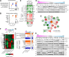 Figure 3. Quantitative proteomic profiling identifies increased PI3K/Akt signaling in resistant models. High-resolution quantitative proteomic profiling was conducted on SU-DIPG-VI, exposed to 5 μmol/L ONC201 for 24 hours. Cells were treated in low oxygen (5% O2, 5% CO2) and normoxic conditions (20% O2, 5% CO2) in biological triplicate. A and B, Major canonical pathways (A) and activated upstream regulators (determined by IPA; B) of proteins significantly altered following 5 μmol/L ONC201, regardless of oxygen tension (Student t test, P < 0.05, n = 6). C, Expression changes of proteins were calculated as log2-fold change and grouped by mitochondrial proteins, transcription factors, and protein markers of apoptosis. Student t test of average change; *, P < 0.05; **, P < 0.01; ***, P < 0.001; ****, P < 0.0001. D, Orthogonal validation of mitochondrial changes, such as decreased SDHA, was analyzed in DIPG cell lines (HSJD-DIPG-007, SU-DIPG-XXXVI, SU-DIPG-VI, SU-DIPG-XIII, and SU-DIPG-XVII) via Western blot, exposed to 5 μmol/L ONC201 for up to 48 hours. E, Network of proteins from upregulated PI3K/Akt signaling predicted by IPA were integrated in Cytoscape StringApp. Predicted increase (orange) and predicted decrease (blue) functional networks indicated with sharp and dark lines linking proteins to indicate a higher confidence interval. Protein expression changes mapped as log2-fold change of ONC201/untreated calculated using the right-tailed Fisher exact test with the smaller the P value, the more likely the association between proteins not to be a random event (P < 0.05). F and G, High-resolution quantitative proteomic profiling was conducted on SU-DIPG-XXXVI, SU-DIPG-VI and SU-DIPG-XXXVI, exposed to 5 μmol/L ONC201 for 24 hours. F, Heatmap and unbiased hierarchical clustering of protein expression values normalized using z-score of abundances in Perseus. G, Canonical pathways and predicted upstream regulators determined by IPA analysis of proteins altered following ONC201 exposure. Positive z-score value is predictive of pathway activation, whereas a negative z-score is predictive of inhibition. H, Orthogonal validation of protein-associated PI3K/Akt/mTOR signaling and the antioxidant-response element (ARE) axis were assessed in DIPG cell lines following ONC201 exposure.