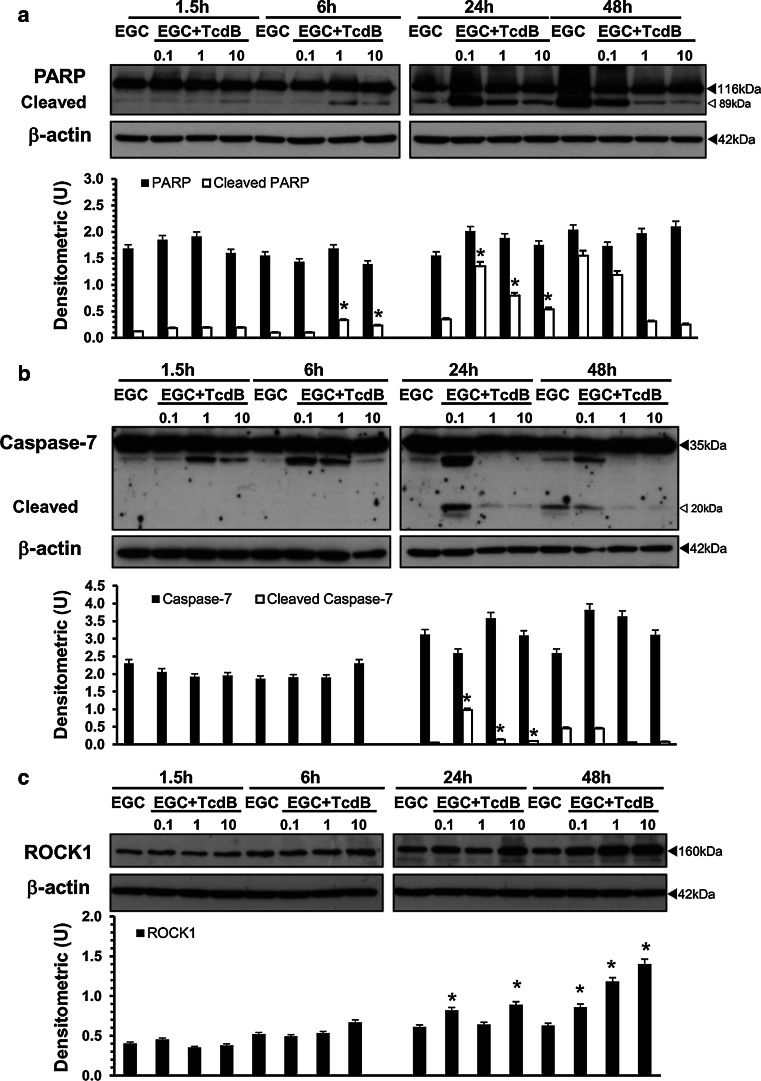 Fig. 10