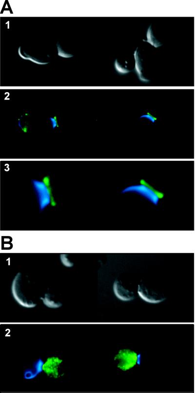 FIG. 8.