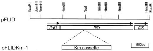 FIG. 1