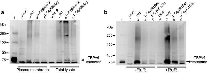 Fig. 4