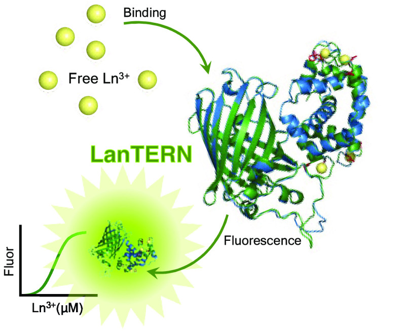 Lantern a fluorescent sensor that specifically responds to lanthanides