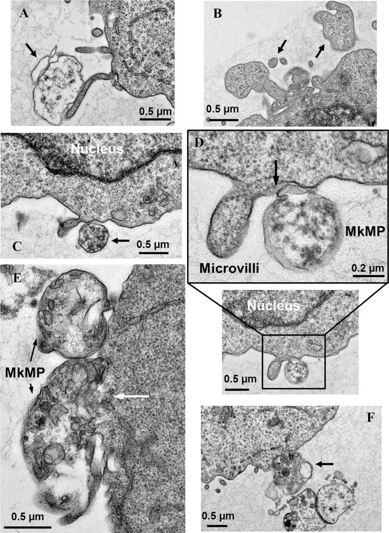 Fig. 5