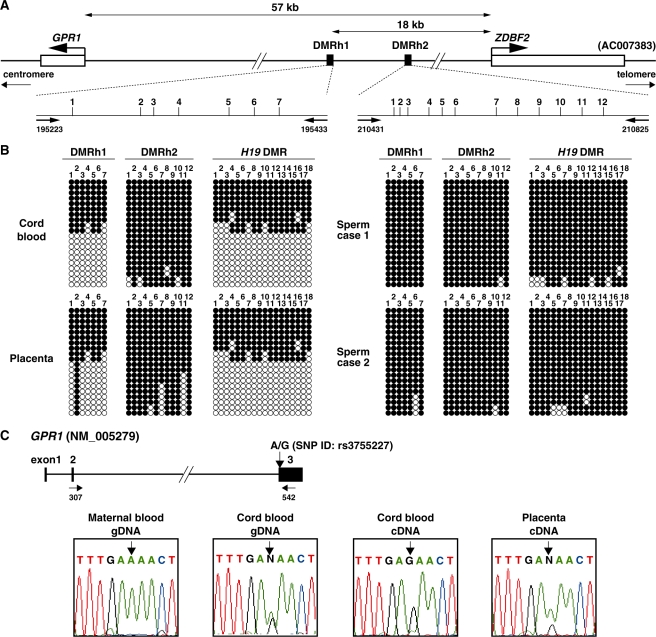 Figure 6.