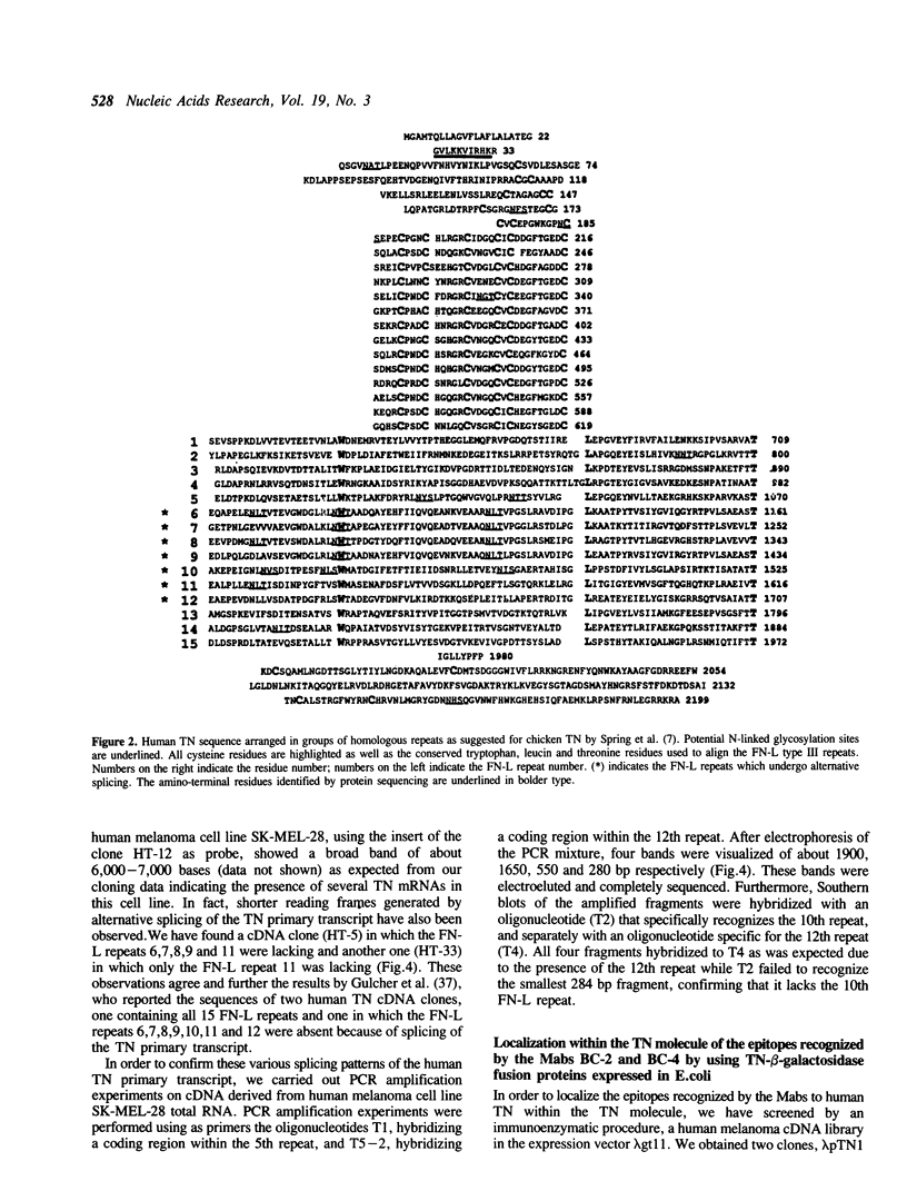 Human tenascin: primary structure, pre-mRNA splicing patterns and ...