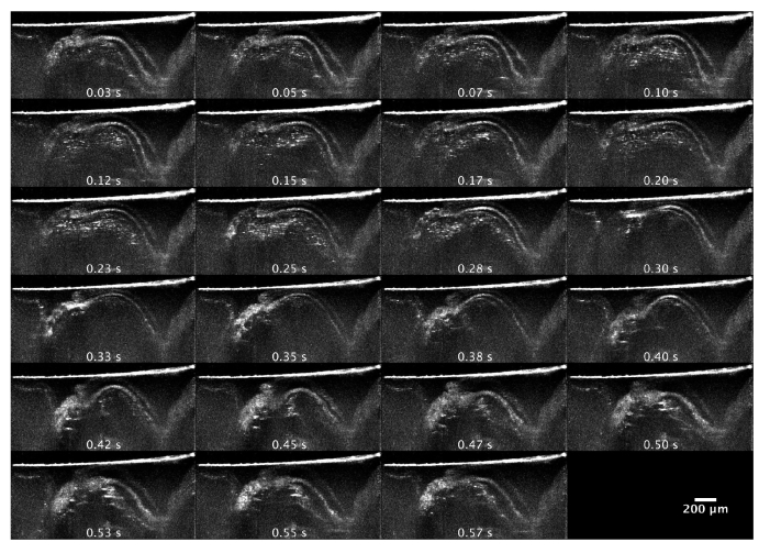 Fig. 7