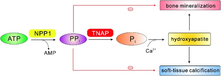 Fig. 9