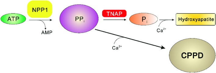 Fig. 10