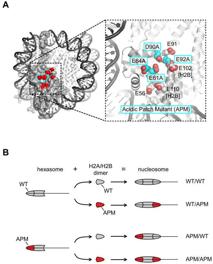 Figure 1.