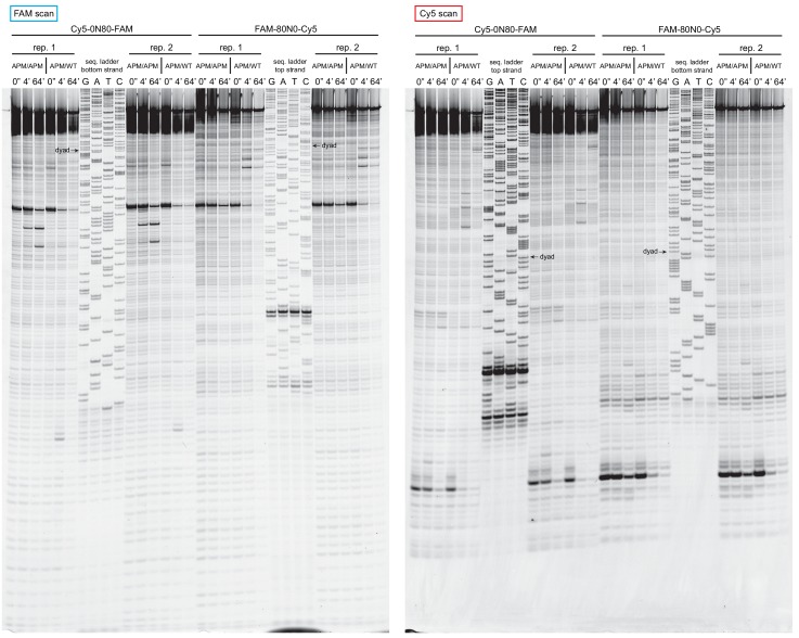 Figure 4—figure supplement 3.