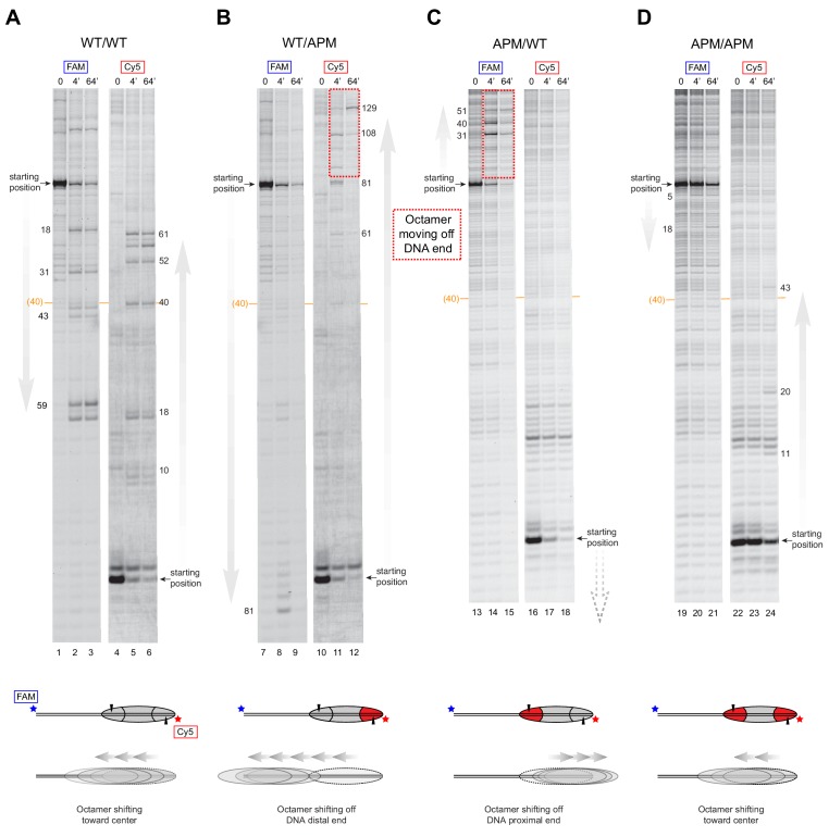 Figure 4—figure supplement 1.