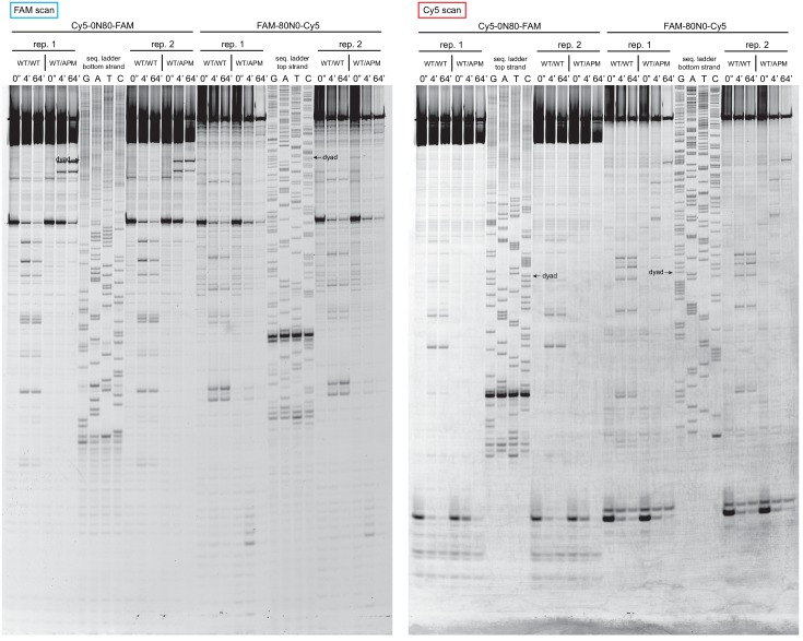 Figure 4—figure supplement 2.