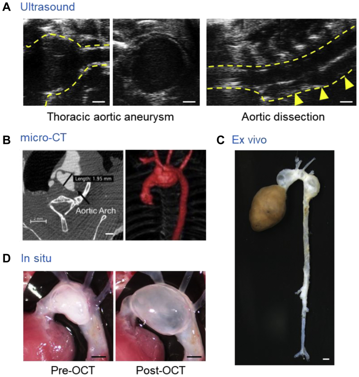 Fig 2