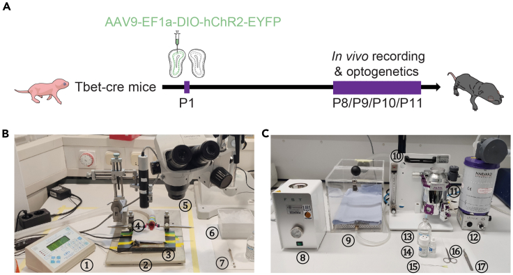 Figure 1