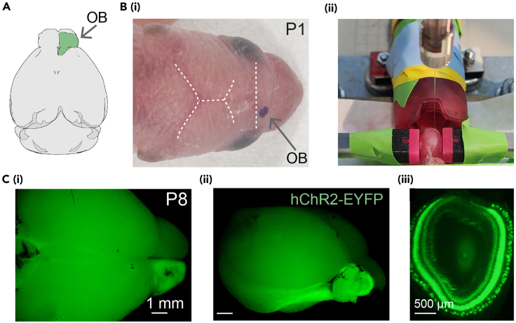 Figure 2