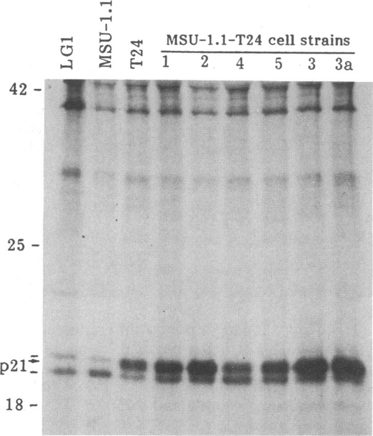 graphic file with name pnas00241-0206-a.jpg