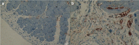 FIG. 2. a, b.