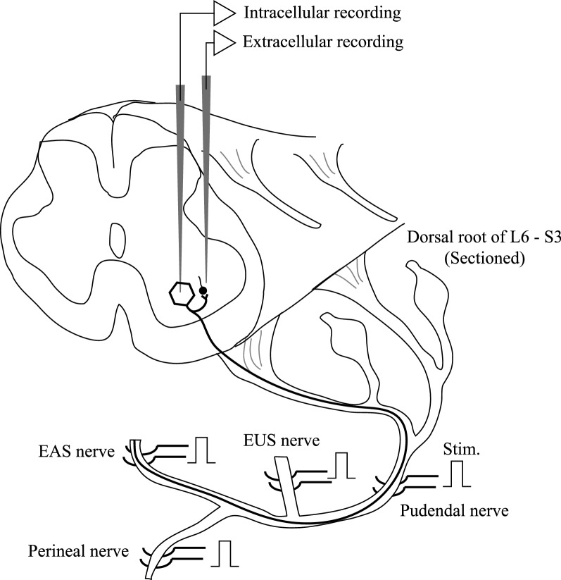 Fig. 1