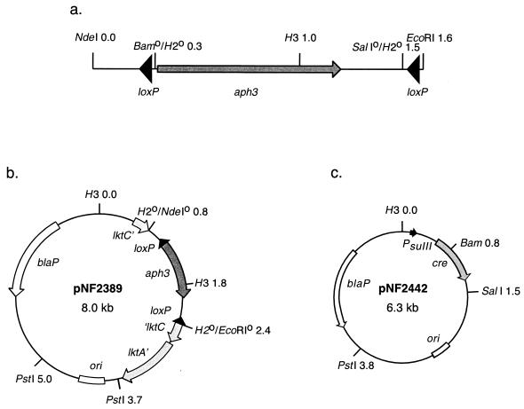 FIG. 1