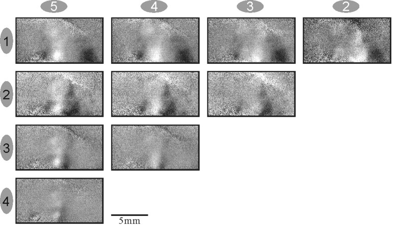 Fig. 5.