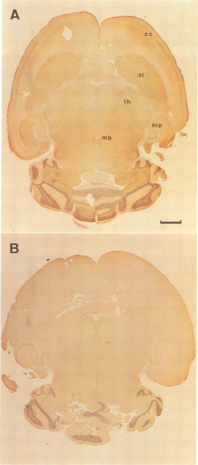 graphic file with name emboj00031-0031-a.jpg