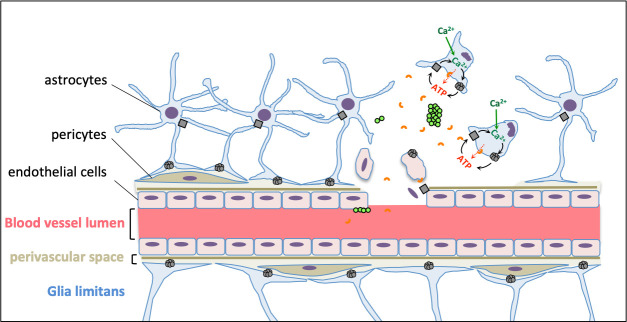 Fig 7