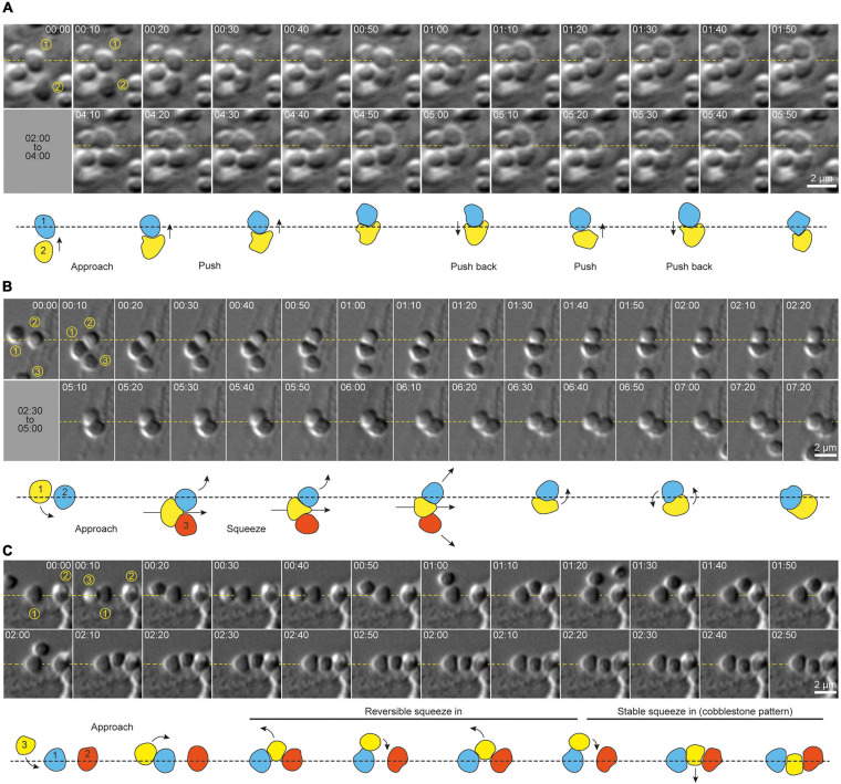 FIGURE 3