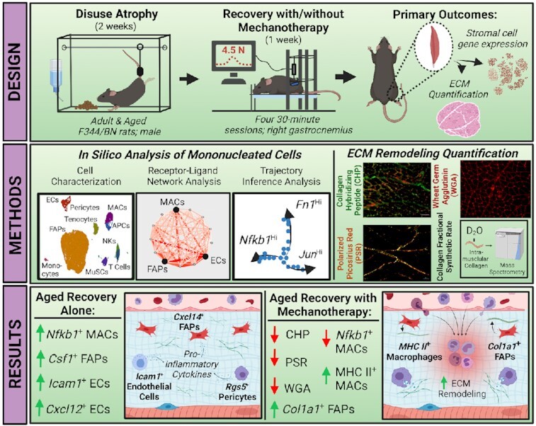 Graphical Abstract