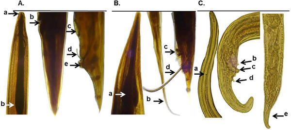 FIGURE 2