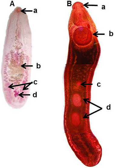 FIGURE 3