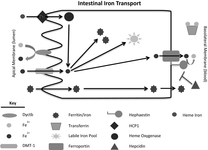 Fig. 1