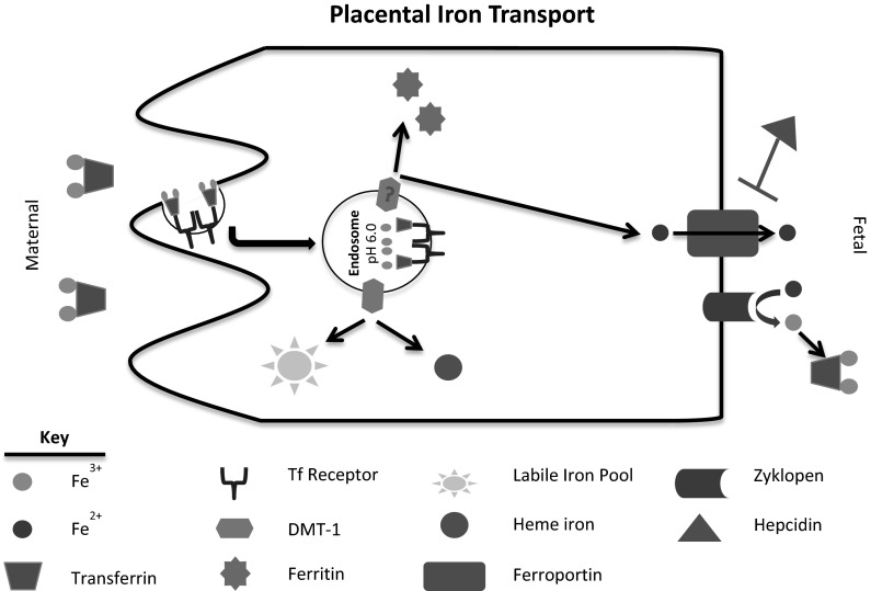 Fig. 2