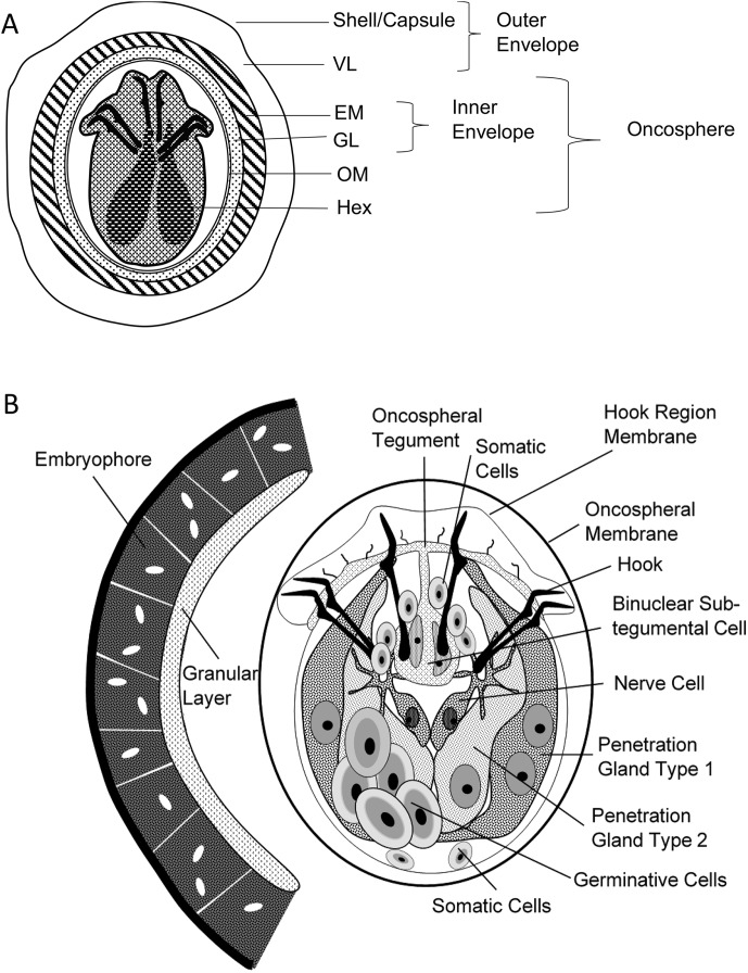 Figure 2A and B