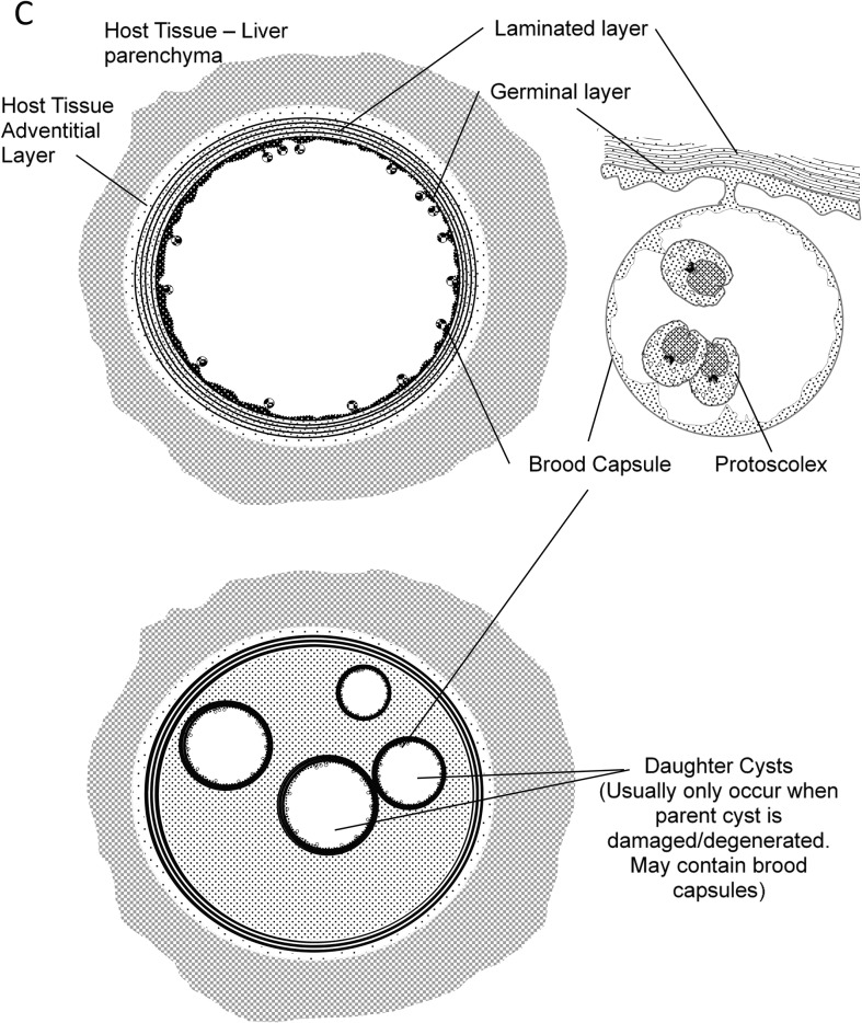 Figure 2C