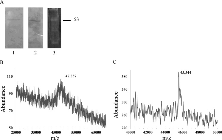 FIGURE 1.