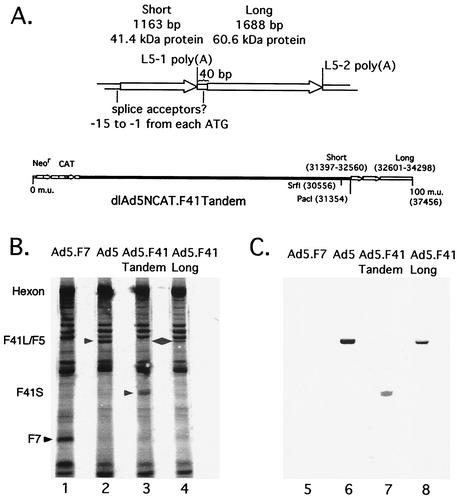 FIG. 1.