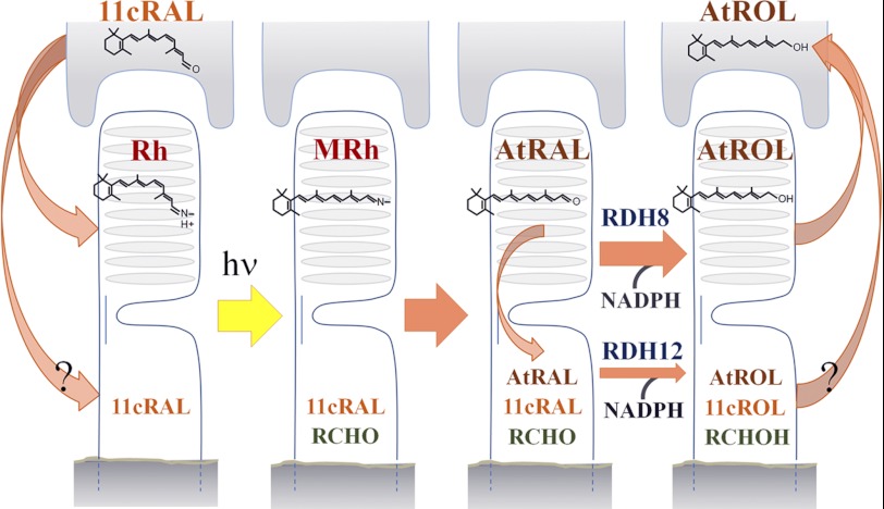 FIGURE 7.