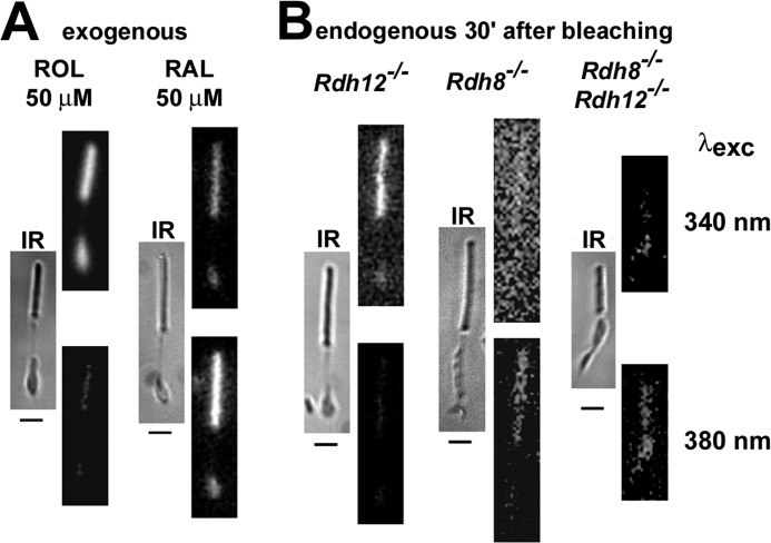 FIGURE 4.